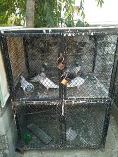 birds cage for sale