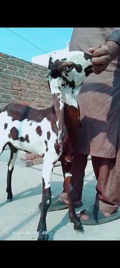 mashallah khubsurat kheeri nagri pure cheez Bakri full charo