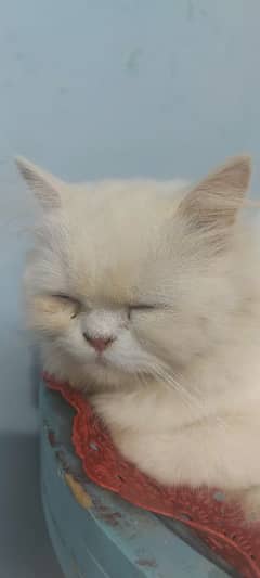 long hair,litter trained,cool n calm cat