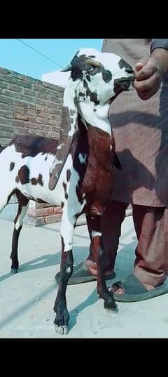 Bakri kheeri bachi hight  quality May nagra path