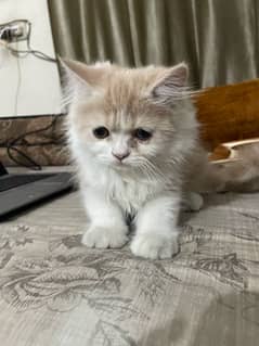 Persian tabby cat