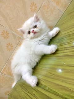 persian kitten pikki bloodline