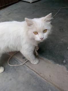 Persian Cat 0