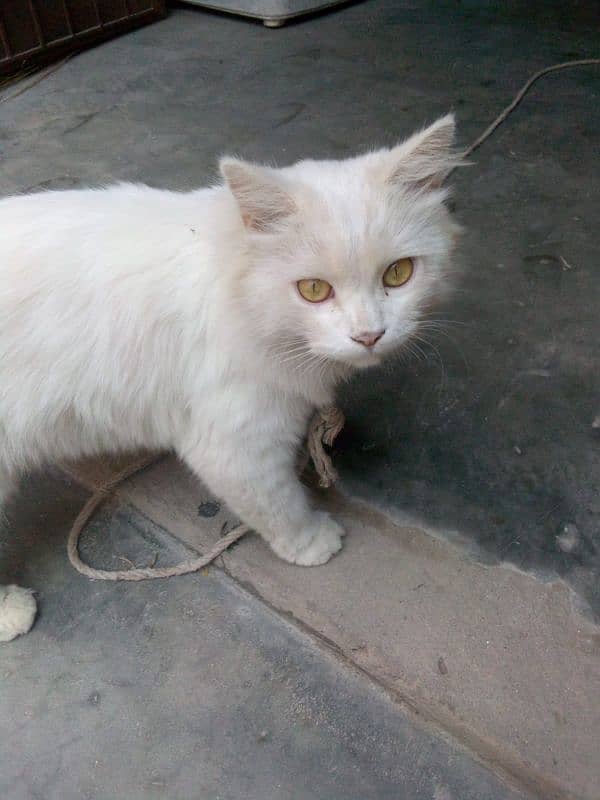 Persian Cat 0