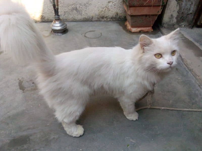 Persian Cat 1