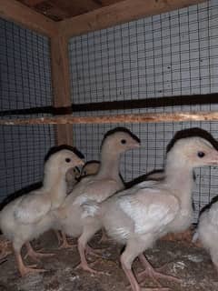 oshamu chicks for sale 03243334162