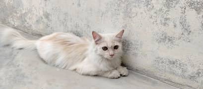 Persian Male Cat for Sale , Friendly and Playful