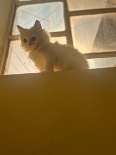 cat for sale in jhangi syedan contact 03369182654