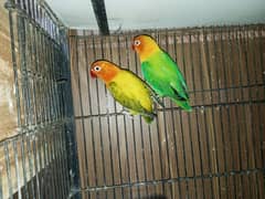 17 jora lovebird k