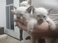 Pure Siamese male kitten for sale