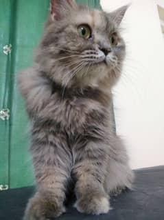 Cute Persian Cat for sale