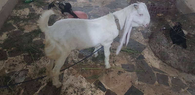 gulabi goat 2