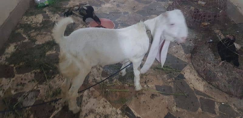 gulabi goat 3