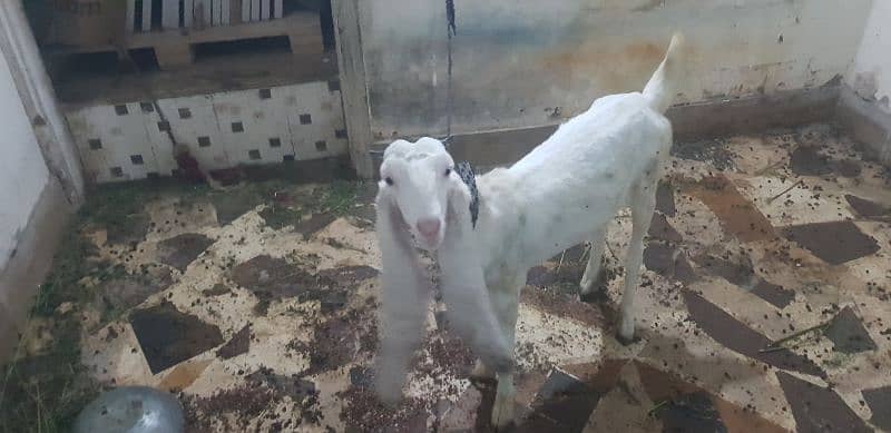 gulabi goat 6