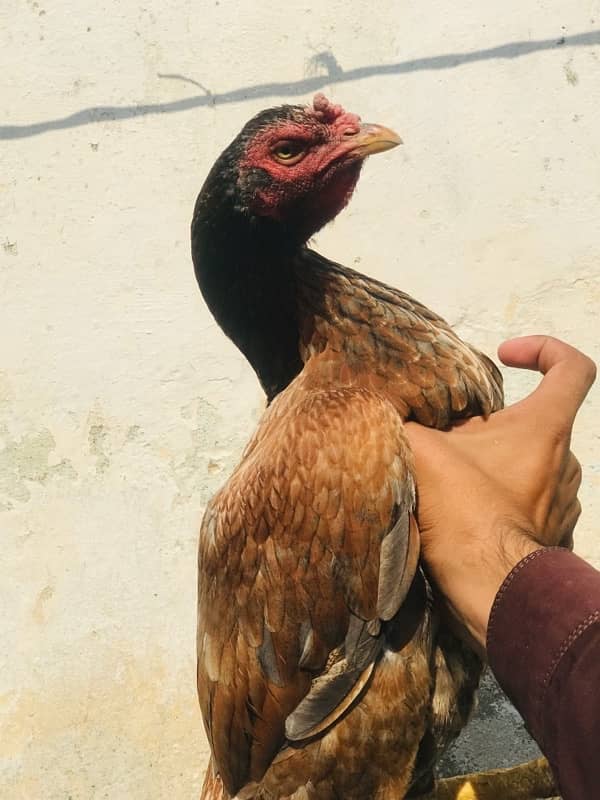 rampuri breed aseel hen for sale 0