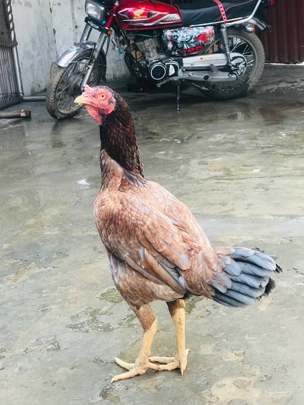 rampuri breed aseel hen for sale 1