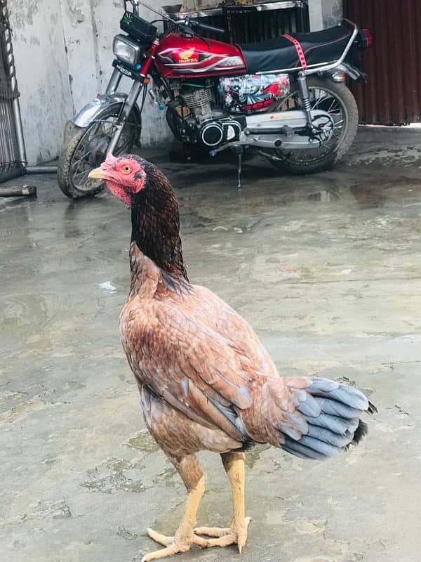 rampuri breed aseel hen for sale 3