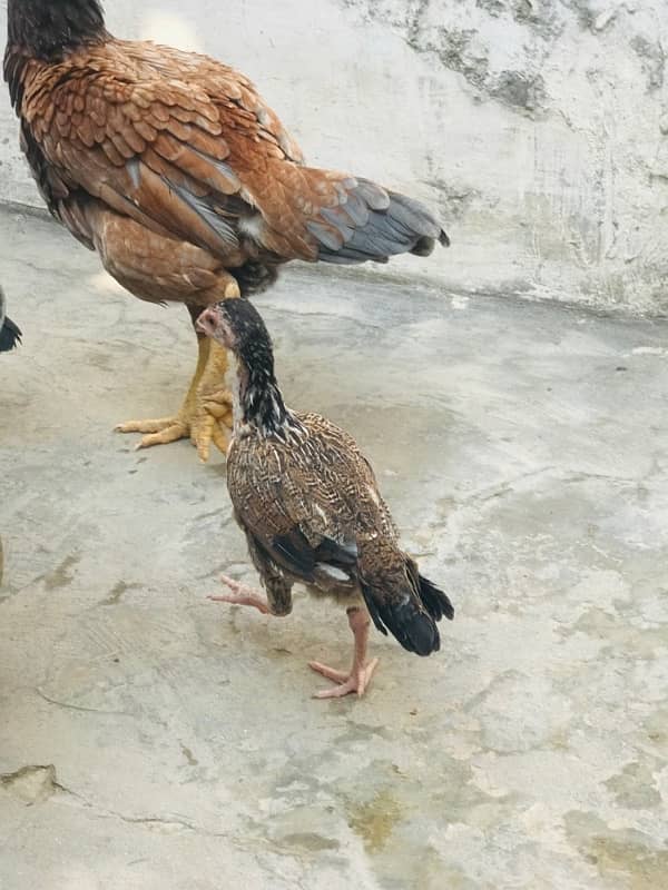 rampuri breed aseel hen for sale 4