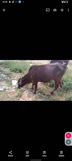 cow for sale . . need money