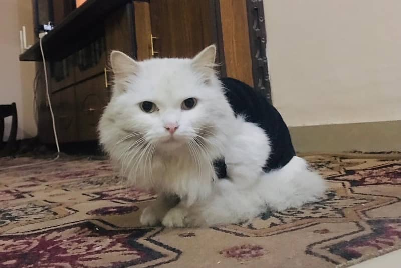 Persian Cat for sale 5