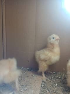 golden buff chicks