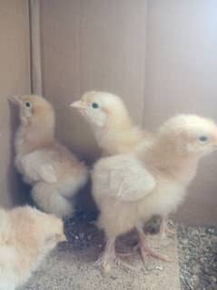 golden buff chicks