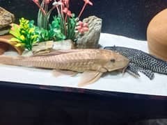 pleco fish