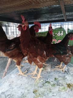 RiR male and female for sale 03155577554 call and watsap