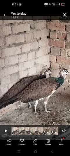 Indian blue shoulder peacock pair