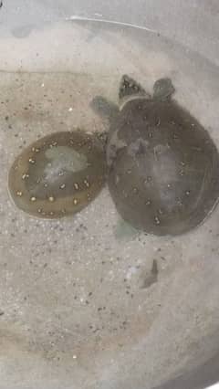 2 Indian flag shell turtle for sale