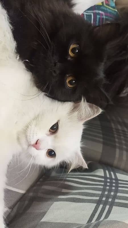 Persian Cats Pair 1