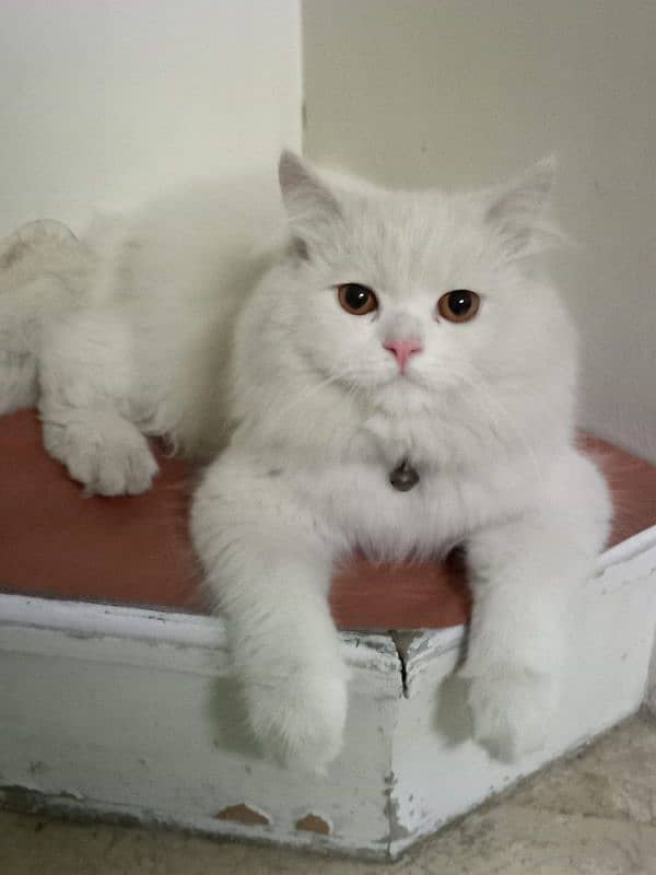 Persian Cats Pair 4