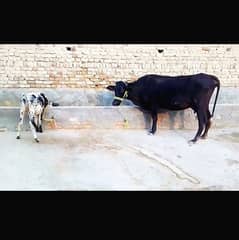 Jarsi cross cow sath Wachi