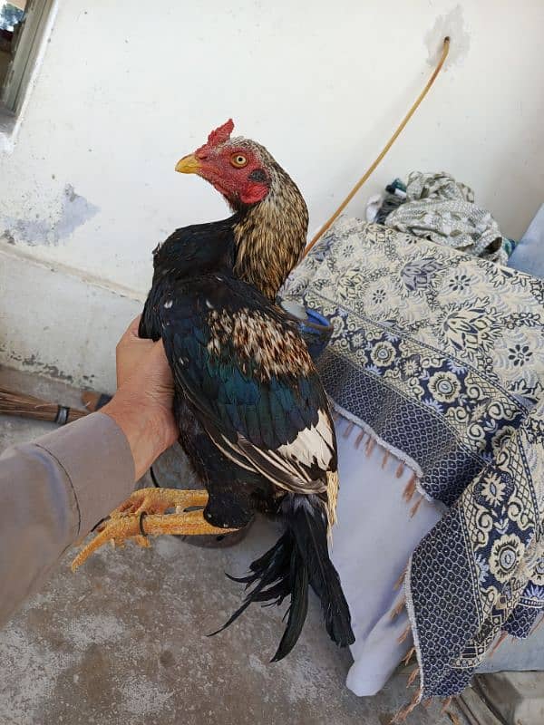 aseel male females available 0