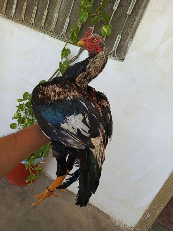 aseel male females available 1