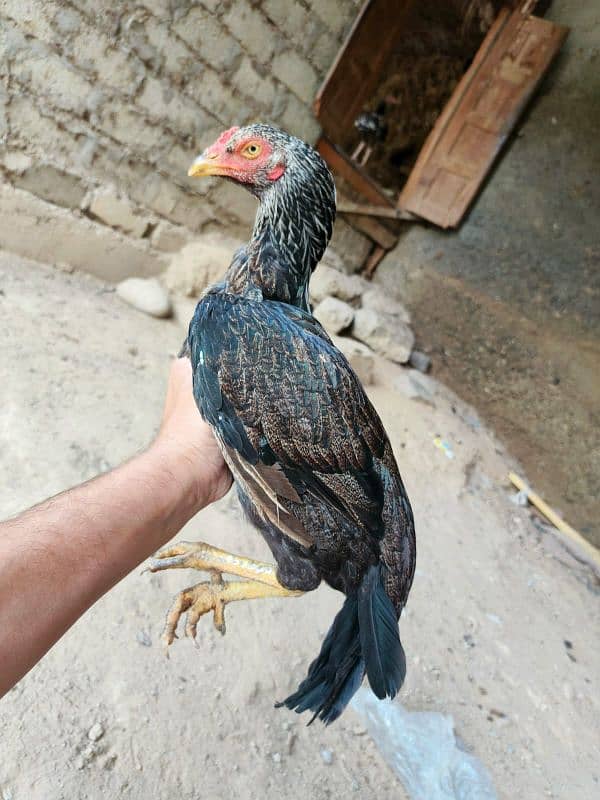 aseel male females available 3