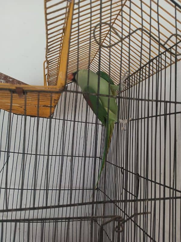 Kashmiri Raw Parrot Age 2 Years 03017477994 1