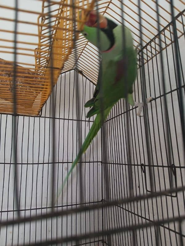 Kashmiri Raw Parrot Age 2 Years 03017477994 2