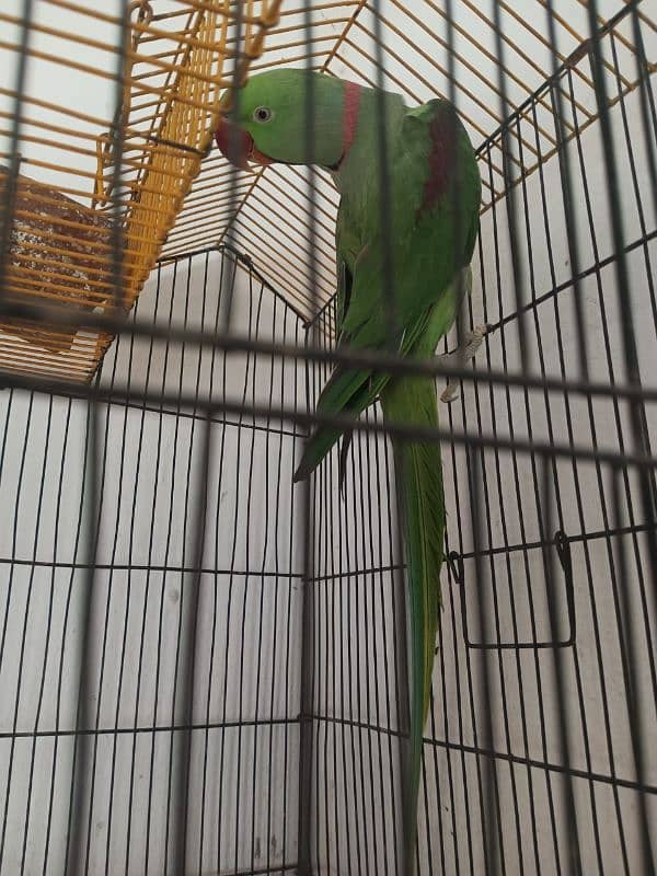 Kashmiri Raw Parrot Age 2 Years 03017477994 4