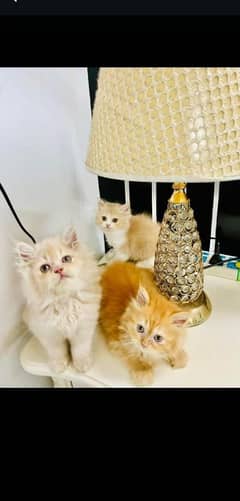 Persian Cats Available 03207679060 Whattsapp Contact me