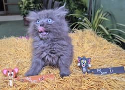 Tabby  Cute Persian kittenl Persian cat | kitten |