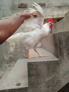 Pure White Desi murga 6 month age