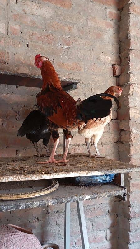 sindhi Crose ak pair ha Or Ak Thai cros ki Female ha 0