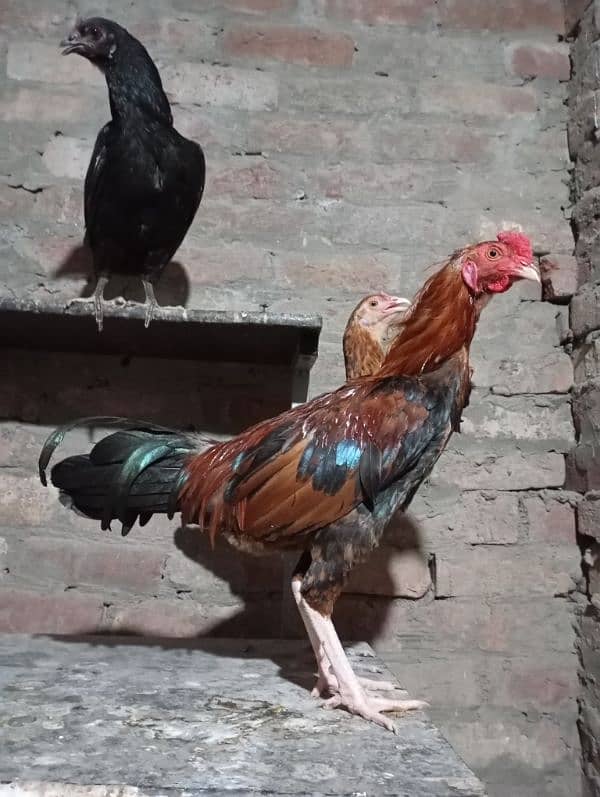 sindhi Crose ak pair ha Or Ak Thai cros ki Female ha 3