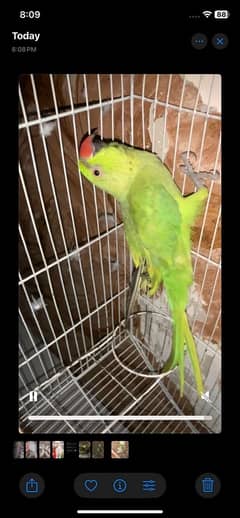 Yellow Green Breed Parrot