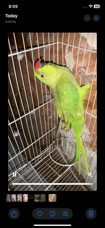 Yellow Green Breed Parrot 0