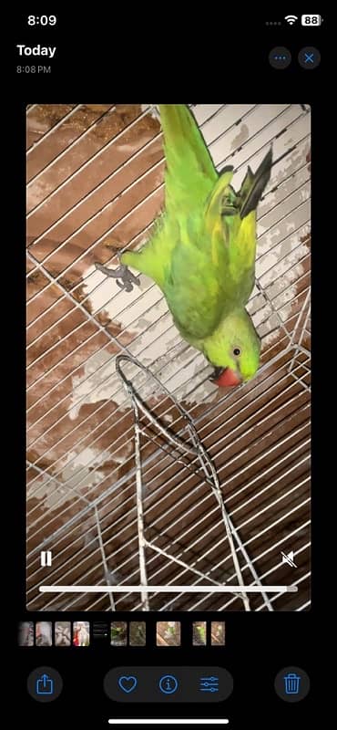 Yellow Green Breed Parrot 3