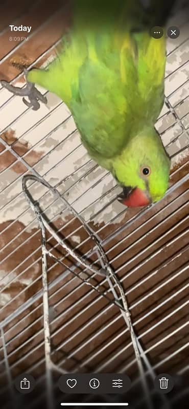 Yellow Green Breed Parrot 4