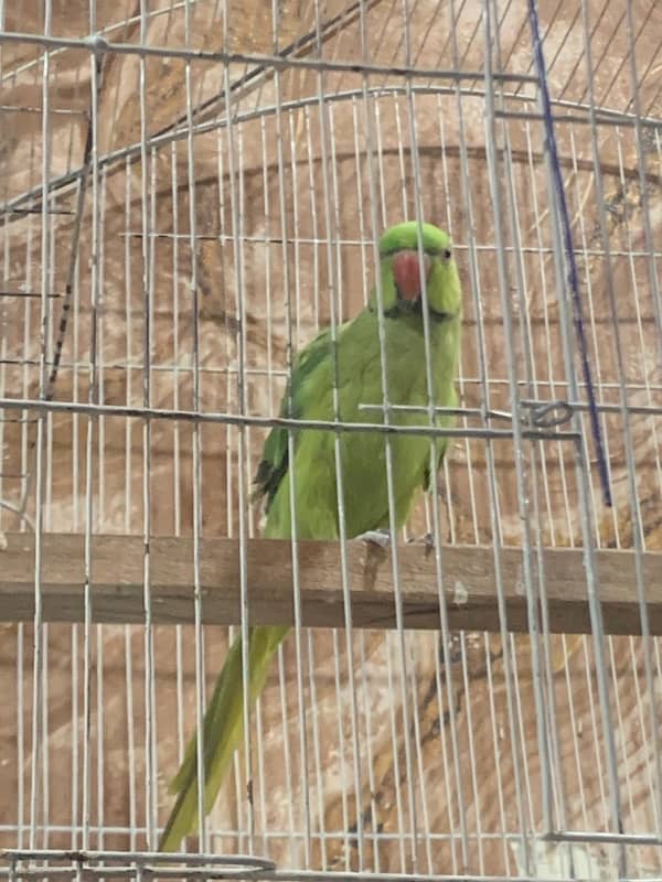 Yellow Green Breed Parrot 5