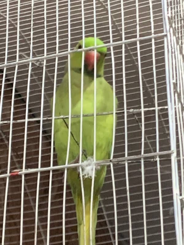 Yellow Green Breed Parrot 7